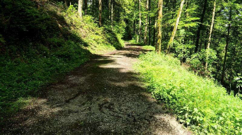 Schöner Spaziergang im Wald