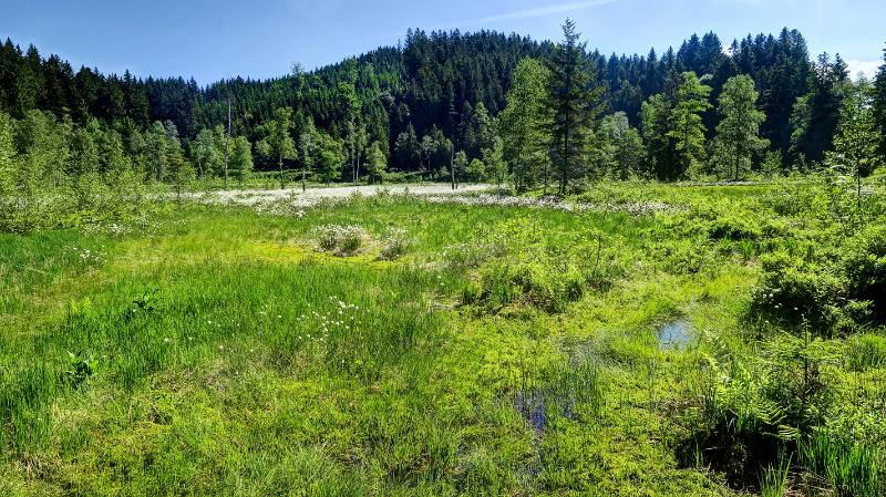 Vegetation und Blumen im Moor