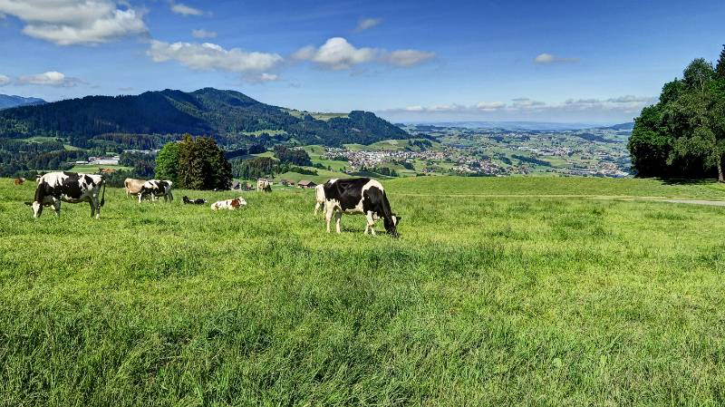 Küheweide mit schönen Ausblicken