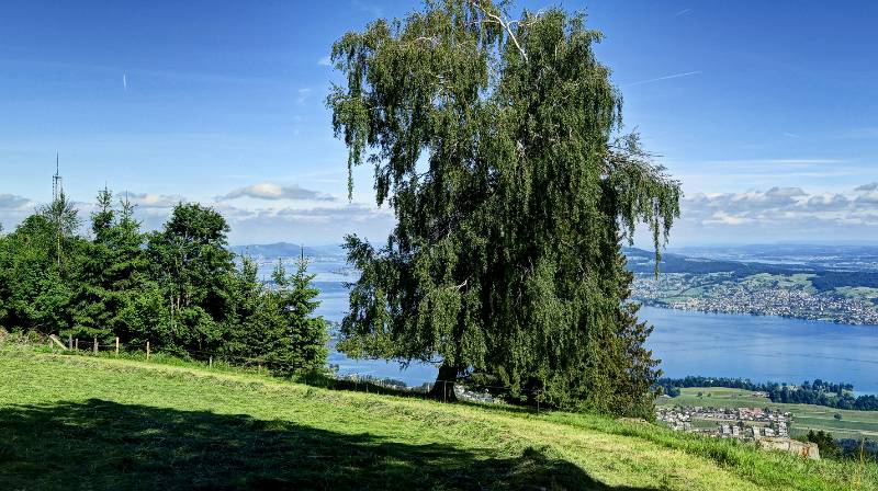 Zürichsee