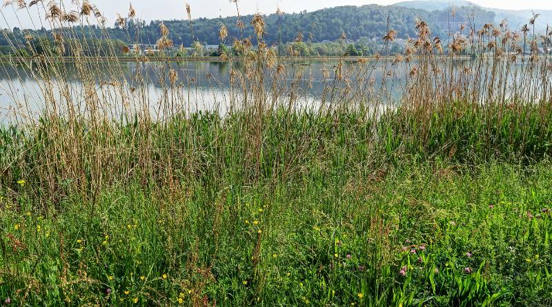 Am Klingnauer Stausee