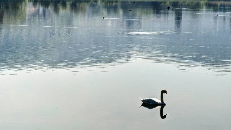 Gemütlicher Spaziergang rundum Klingnauer Stausee