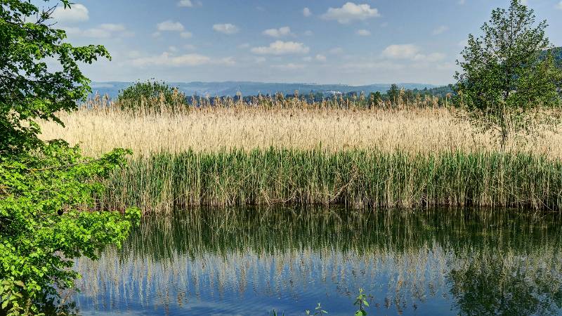 Viel Schilf am linken Ufer