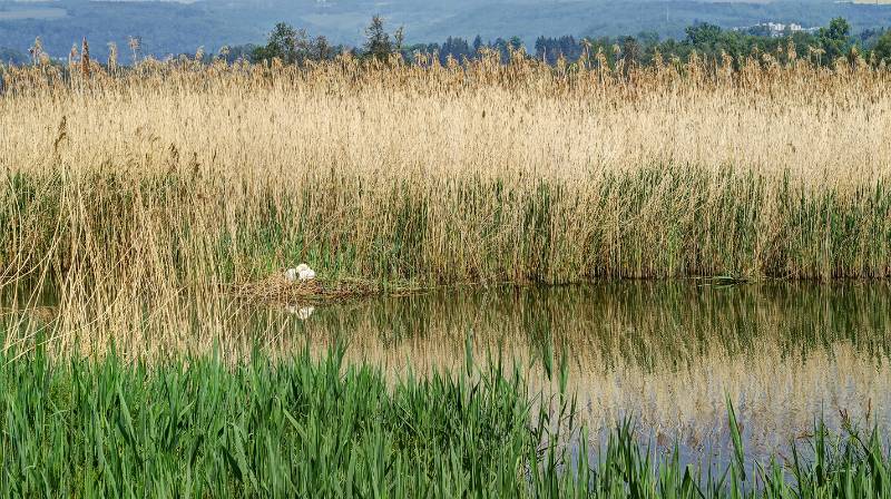 Schwan-Nest im Schilf