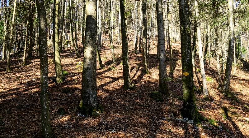 Im Wald hinauf zum Höchi Flue Grat