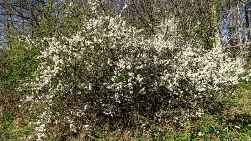 220418-Wanderung-hoechi-flue_9292_3_4