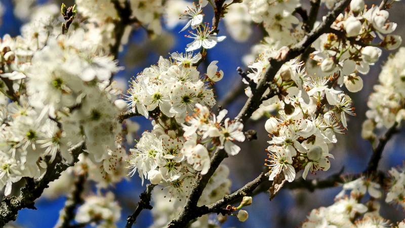 Es ist Frühling