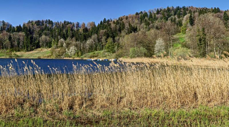 Türlersee