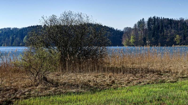 Mit Schilf bewachsener Türlersee