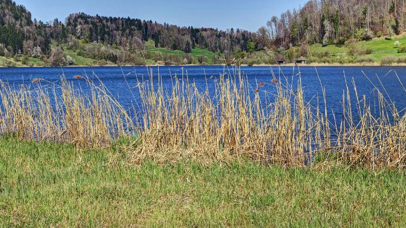 220417-Wanderung-Aeugsterberg-Tuerlersee_9241_2_3