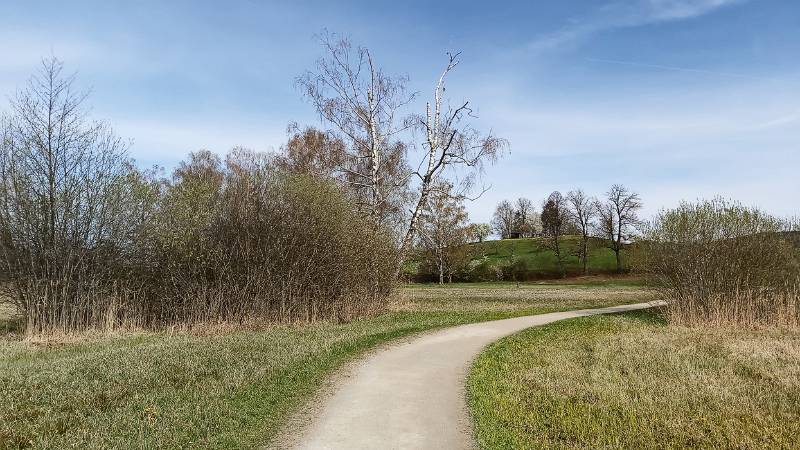 Gemütlicher Weg an den Birken vorbei