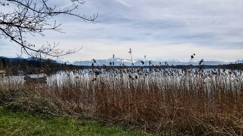 Entlang mit Schilf bewachsenem See