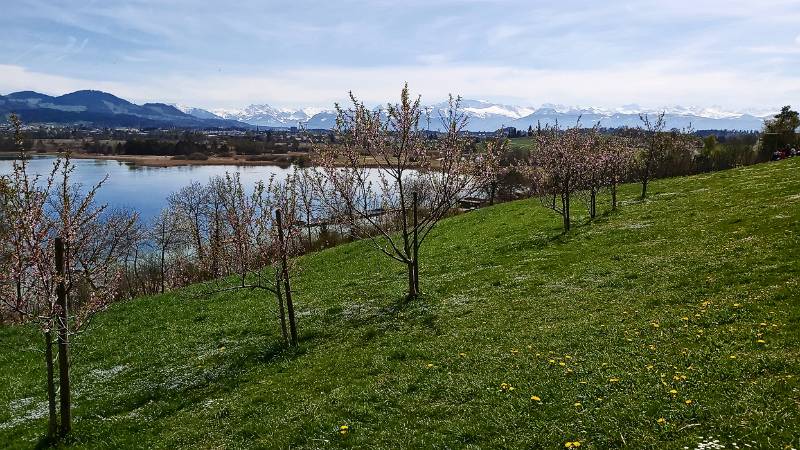 Die Blüten am See