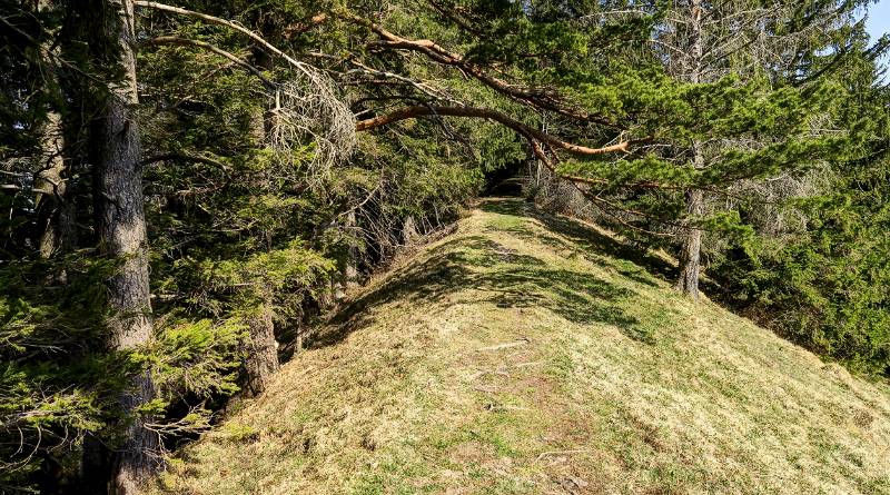 Abstieg im Wald