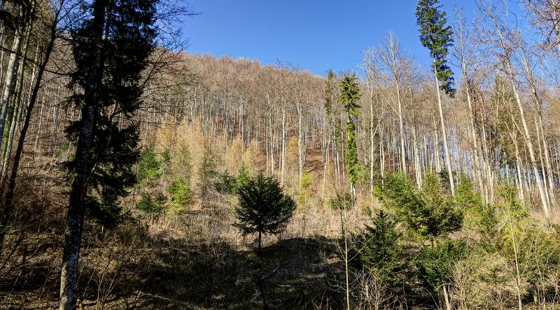 Fast die ganze Wanderung verläuft im Wald