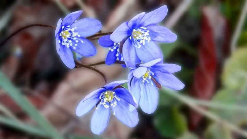 Die Botschafterinnen von Frühling