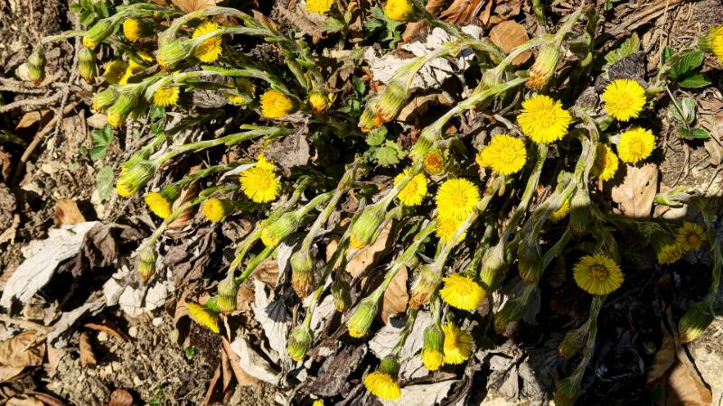 220324-Wanderung-Hohe-Randen-Hagenturm_8985_6_7