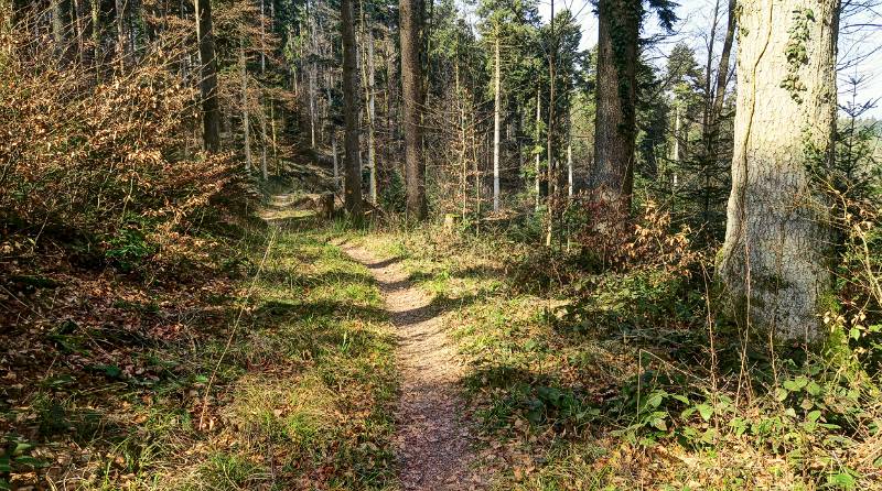 Einfache Wanderung (Spaziergang) auf schönen Wanderwegen im Wald bei Reiden.