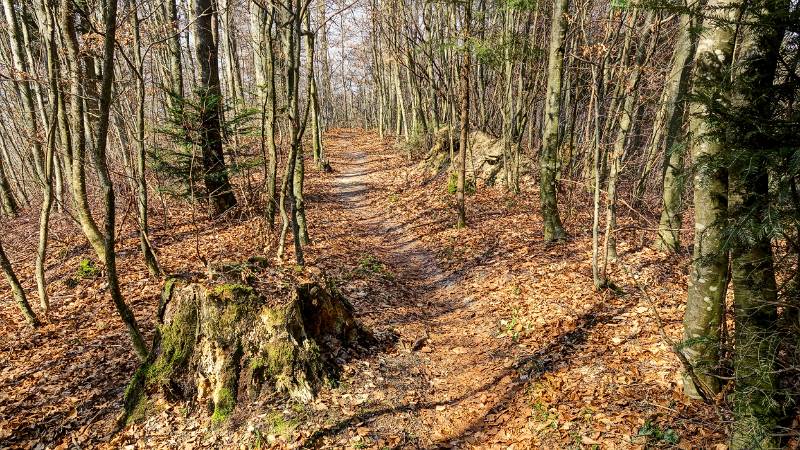 Noch keine Spuren von Frühling im Wald