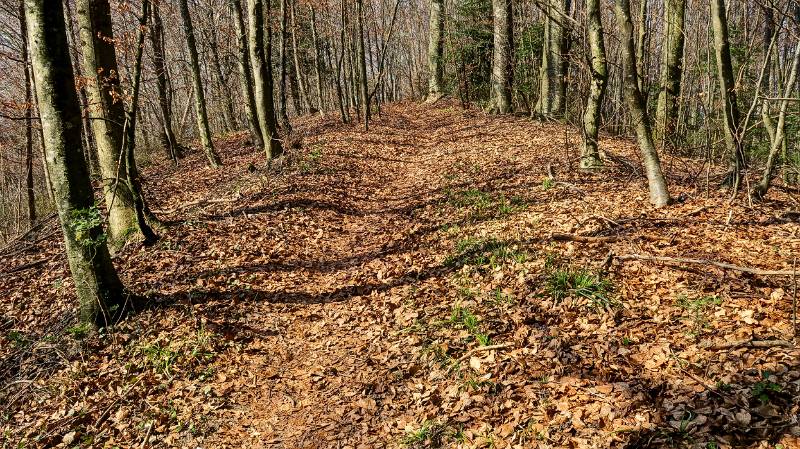 Braune Blätter von letztem Herbst