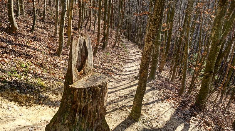 Schöner Wanderweg im Wald