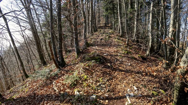 Fast eine Strasse durch den Wald