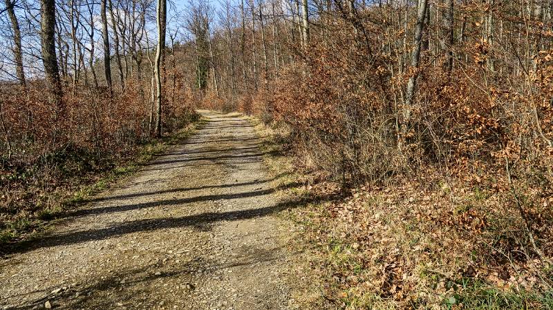 Auf der breiten Strasse im Wald Richtung Zurzacherberg