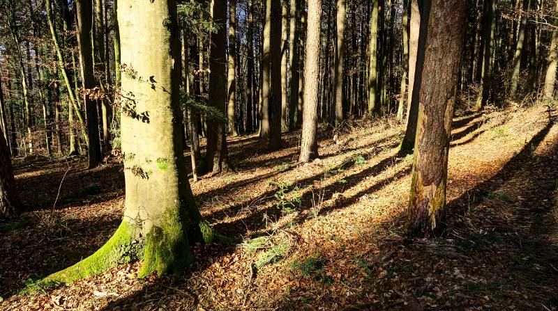 Start im Wald