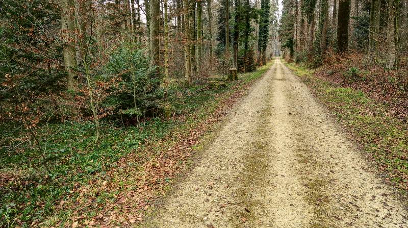 Die Wanderung verläuft mehrheitlich auf den schönen Waldstrassen