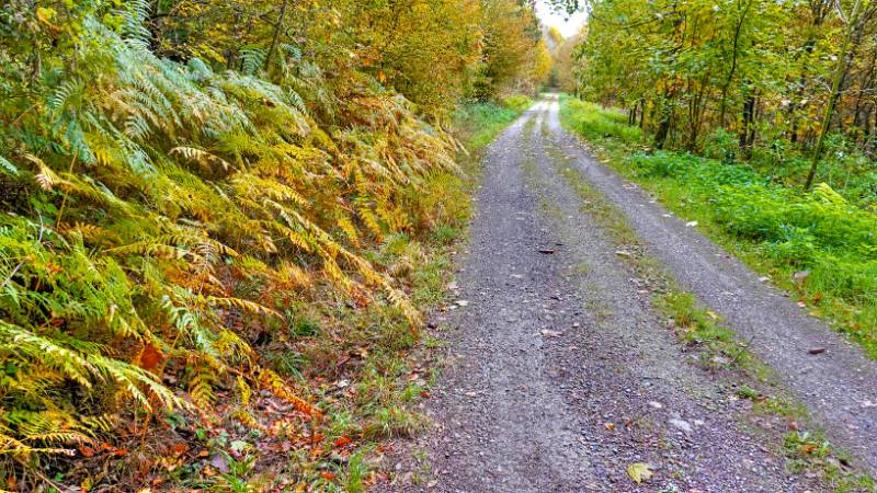 Herbst im Wald