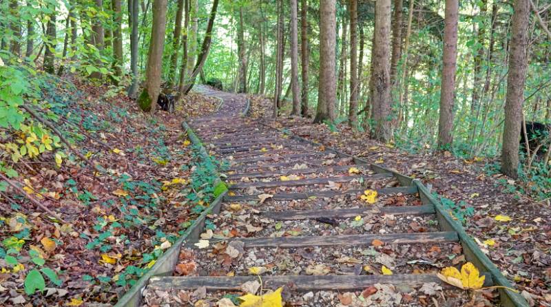 Die Treppe im Wald