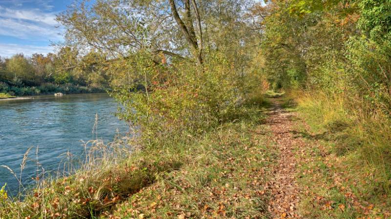 Viele trockene Blätter auf dem Boden