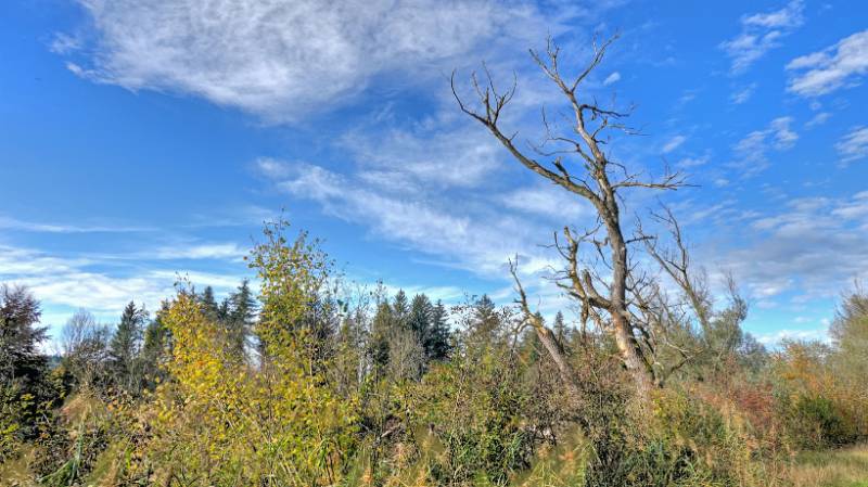 Grosser, gestorbener Baum am Ufer