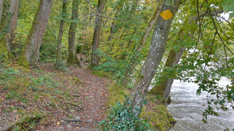 Der Wanderweg schlängelt zwischen Bäumen