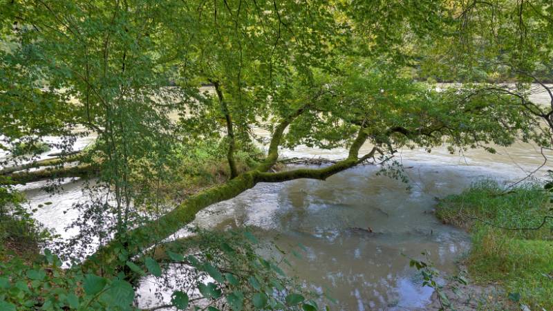 Unübersichtlicher Ufer von Reuss