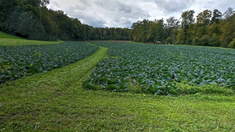 Vorbei an Genmüsefeldern