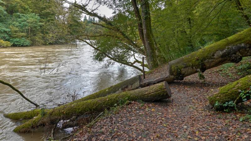 Die gefallene grosse Bäume