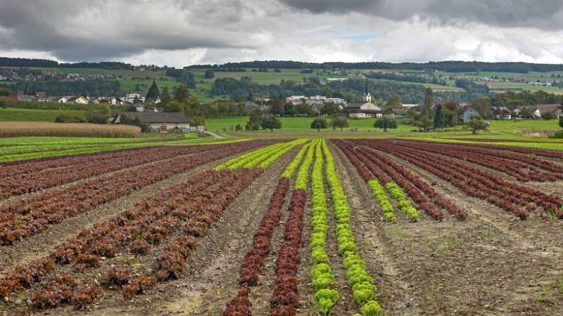 Gemüseplantagen und vorne ist die Kirche von Stetten