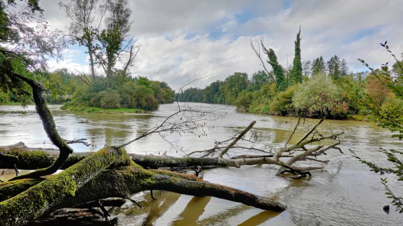 Gefallene Bäume im Fluss.