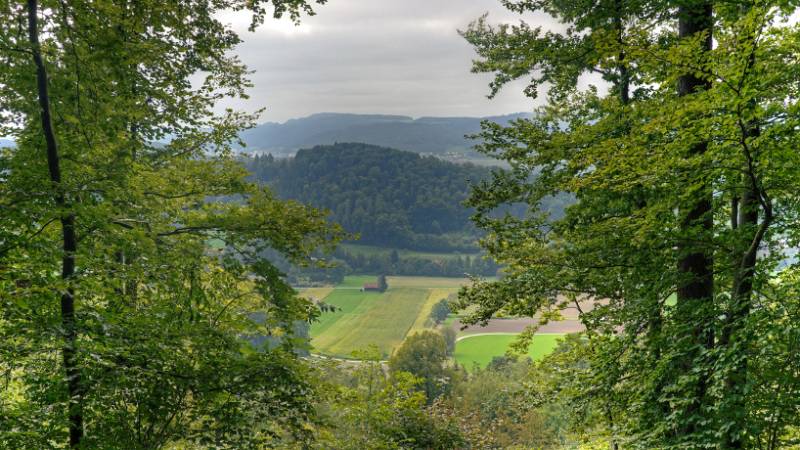 Blick durch Fenster zwischen Bäumen auf die Greppe