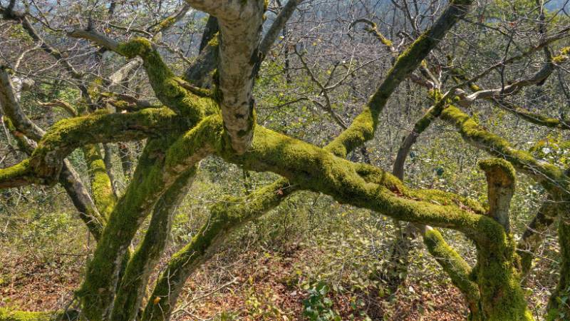 Seltsamer Baum