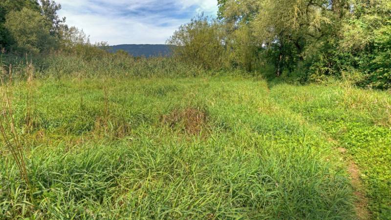 Schöner Wanderweg im Grünen