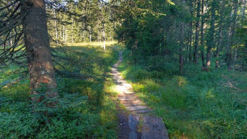 Schön eingerichteter Wanderweg im Wald