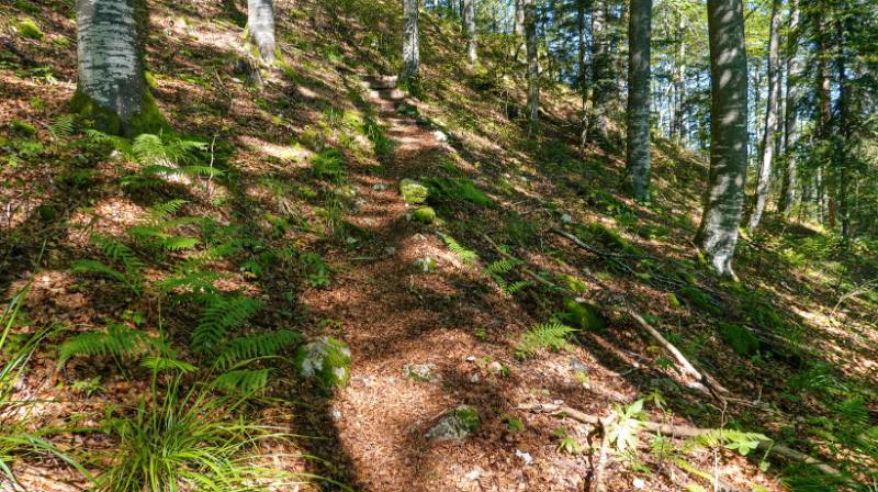 Auf schönem Wanderweg im Wald