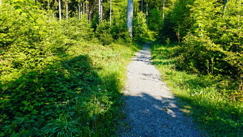 Im Grünem Wald