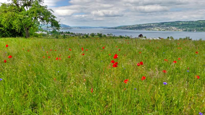 Wiesen am Zürichsee