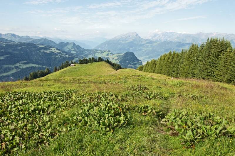 Haldensteiner Calanda im Hintergrund