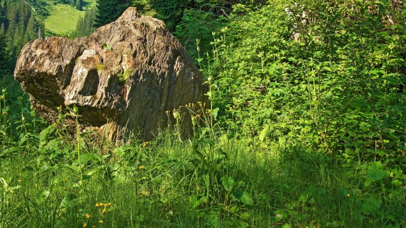 250705-Wanderung-Nuenchamm-ab-Habergschwaend-05365_6_705_ek_Balanced