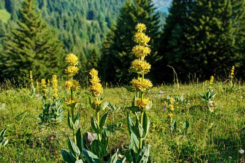 250705-Wanderung-Nuenchamm-ab-Habergschwaend-05369_ek_Natural