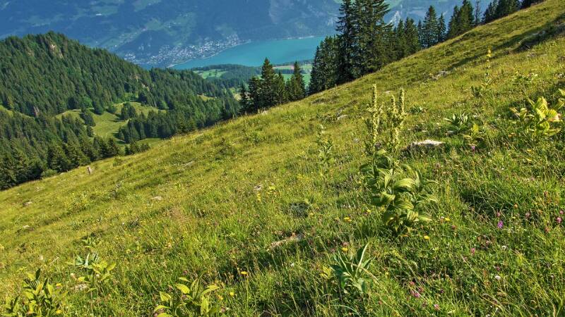 250705-Wanderung-Nuenchamm-ab-Habergschwaend-05377_8_905_ek_Balanced